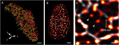 Shining New Light on the Structural Determinants of Cardiac Couplon Function: Insights From Ten Years of Nanoscale Microscopy